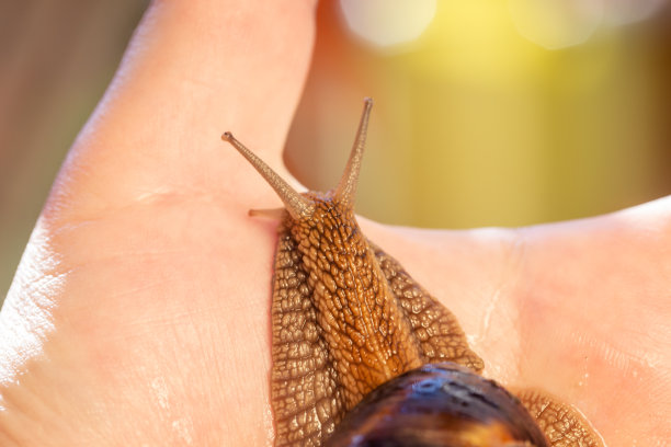 gastropod
