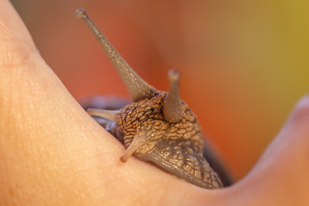 gastropod