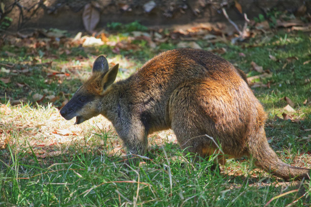 wallaroo