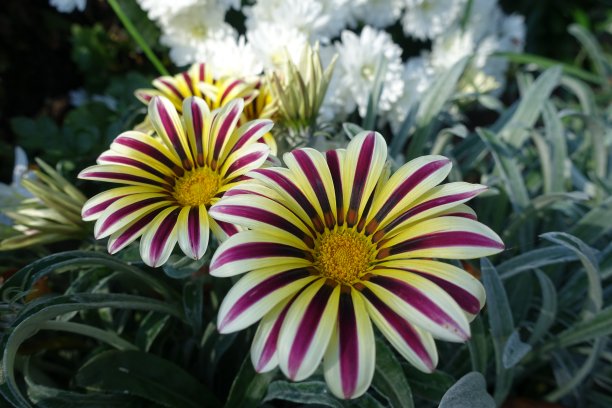 gazania