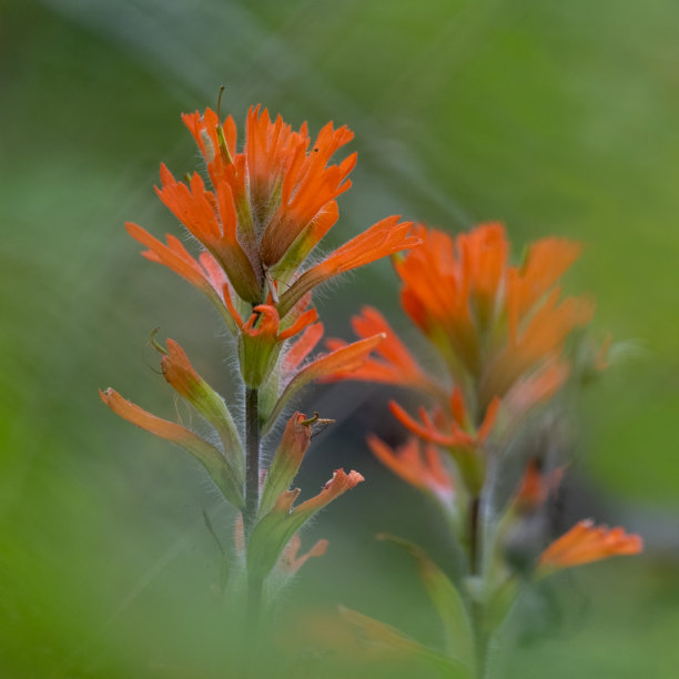 hawkweed