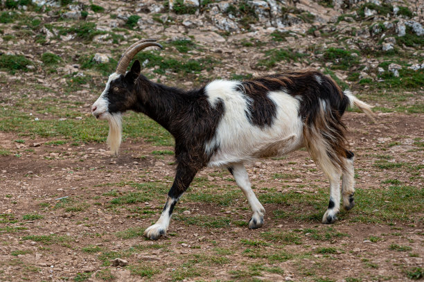 cheddar