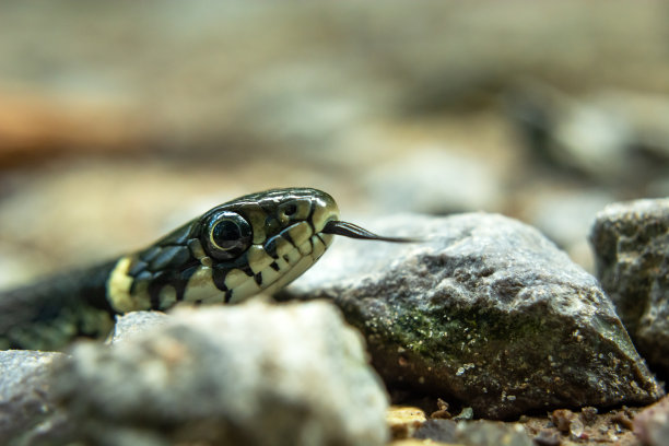 natrix