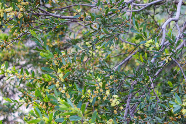 bushveld