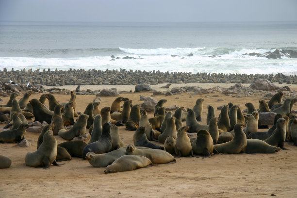 colony