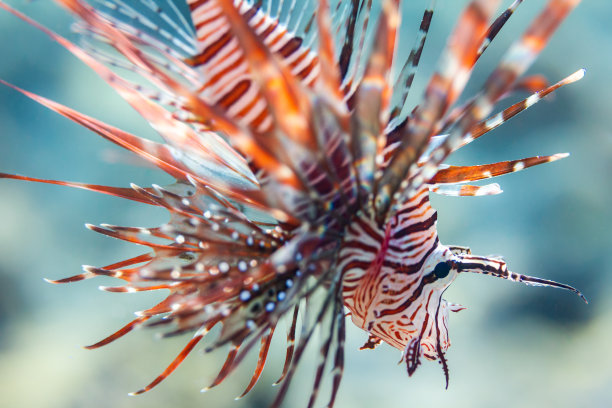 lionfish