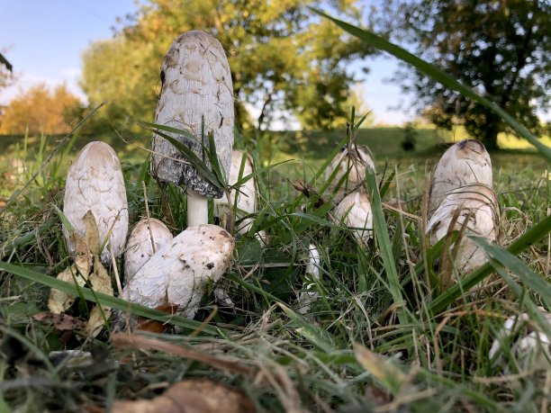 coprinus