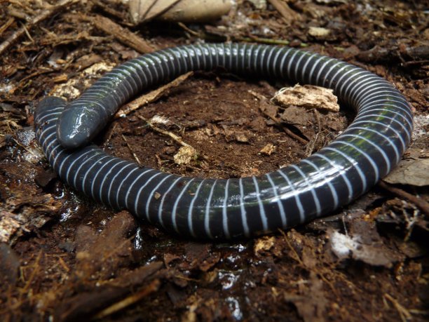 caecilian