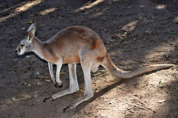 wallaroo