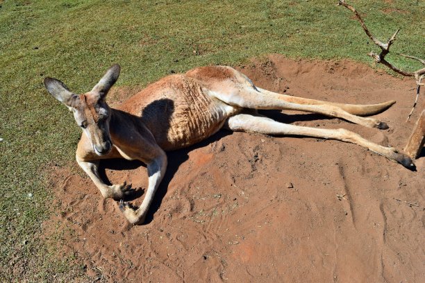 wallaroo