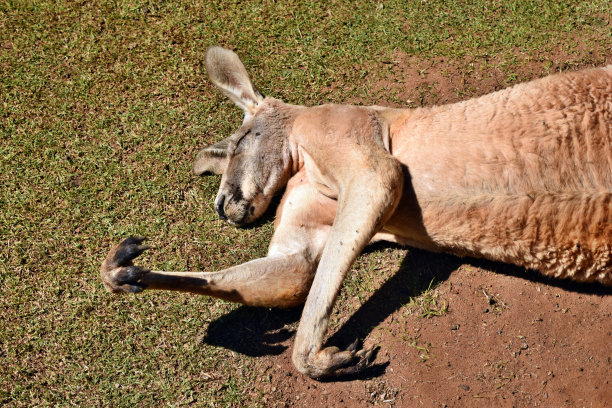 wallaroo