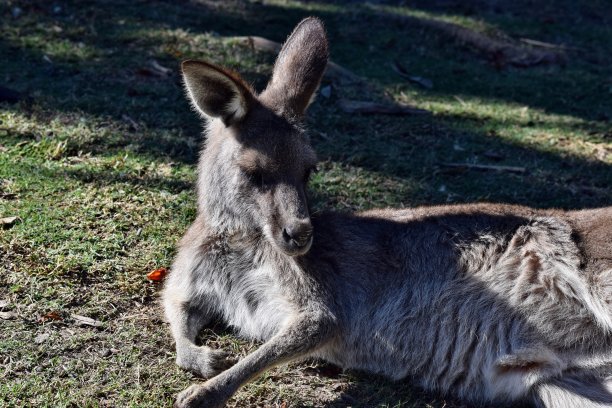 wallaroo