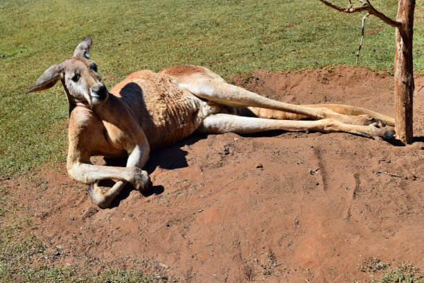 wallaroo