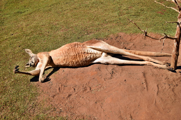 wallaroo
