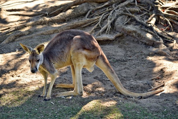 wallaroo