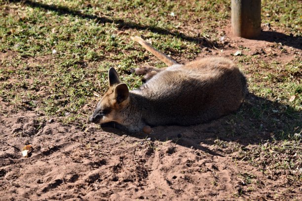 wallaroo