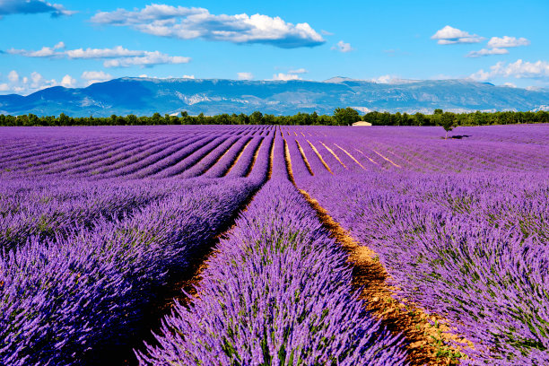 provence