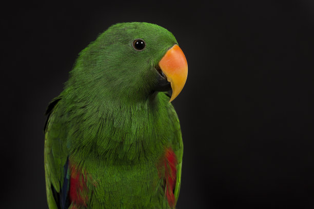 eclectus