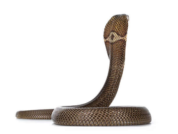 cobra