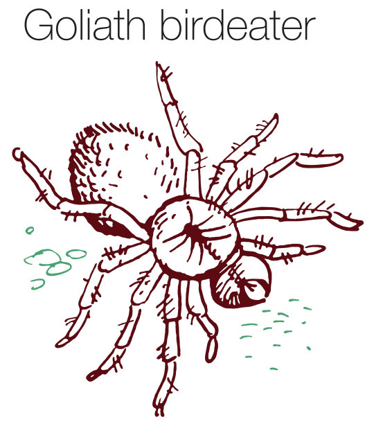 goliath