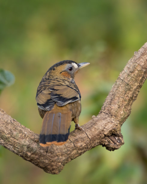 laughingthrush