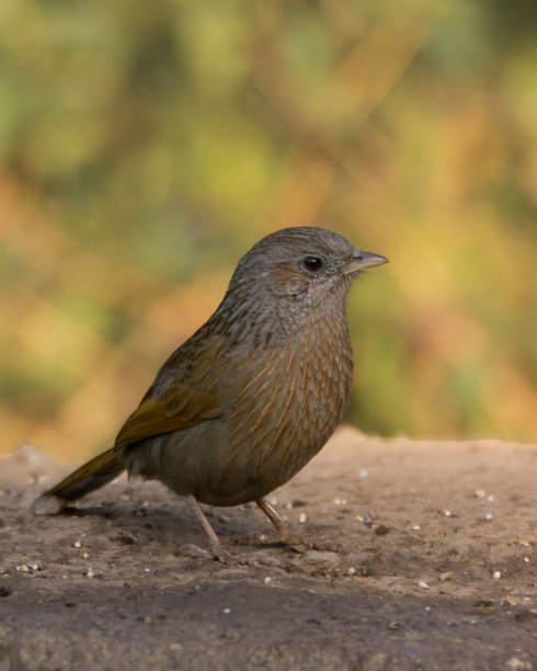 laughingthrush