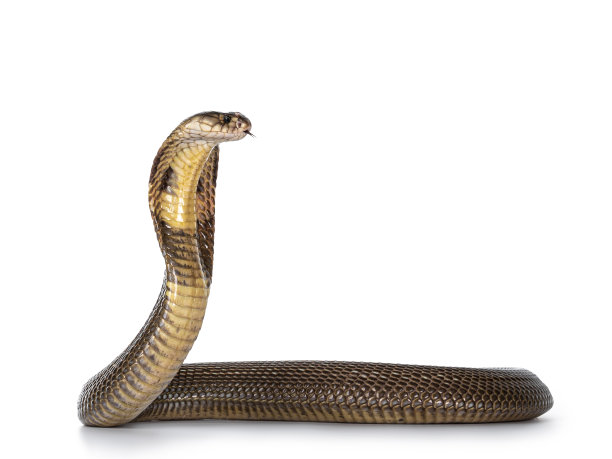 cobra