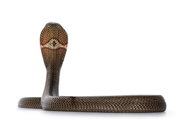 cobra