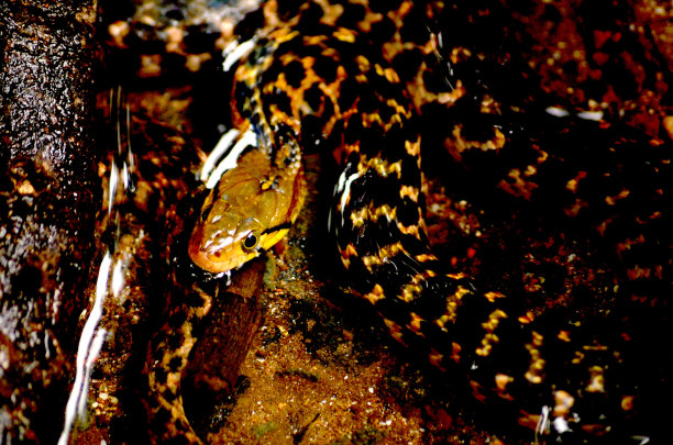 natrix