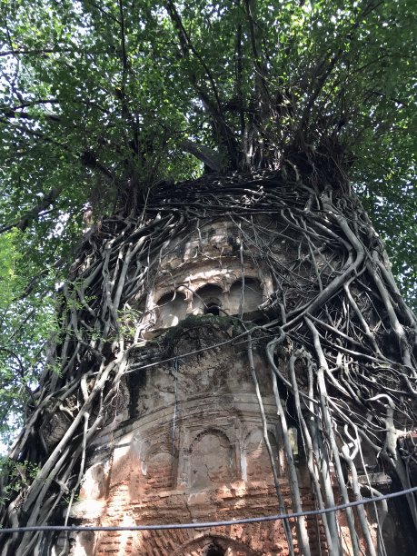 banyan
