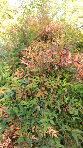 overgrown