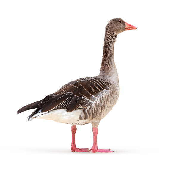 branta