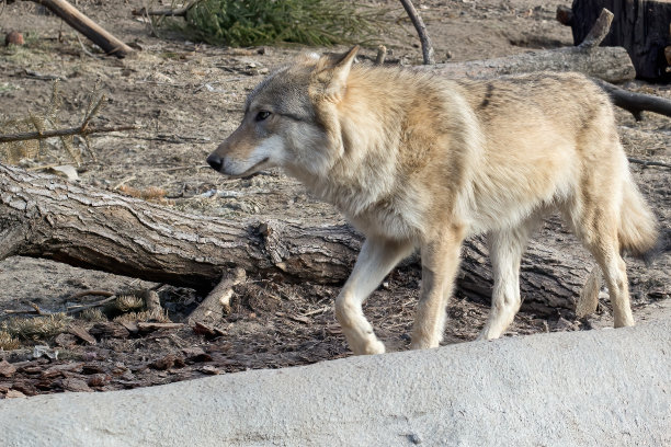 阿拉斯加动物园的狼