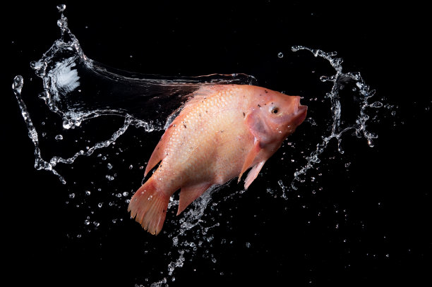 tilapia