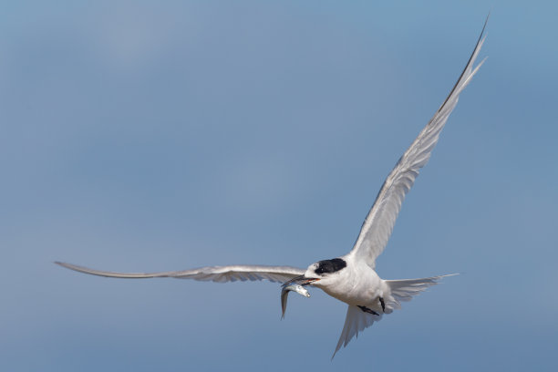 小tern