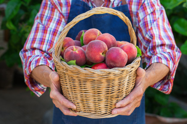 nectarines