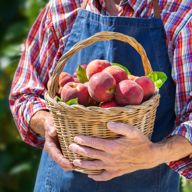 nectarines