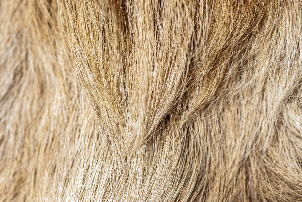 hairs