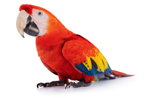 macaw