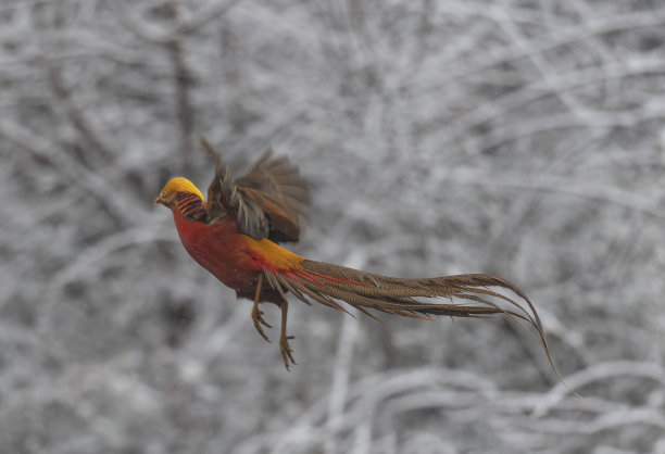 雪地锦鸡