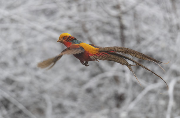 雪地锦鸡