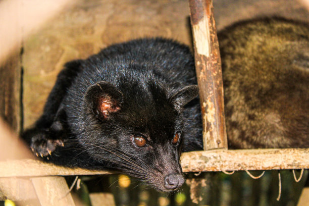 civet