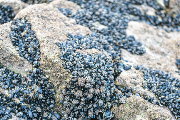 mussels