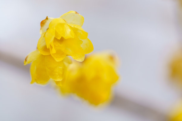 蜡梅