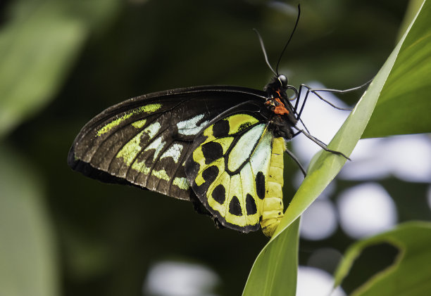 ornithoptera