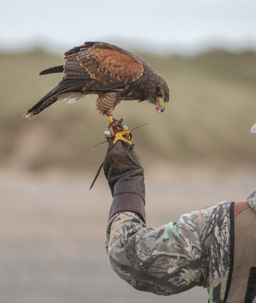 falcon