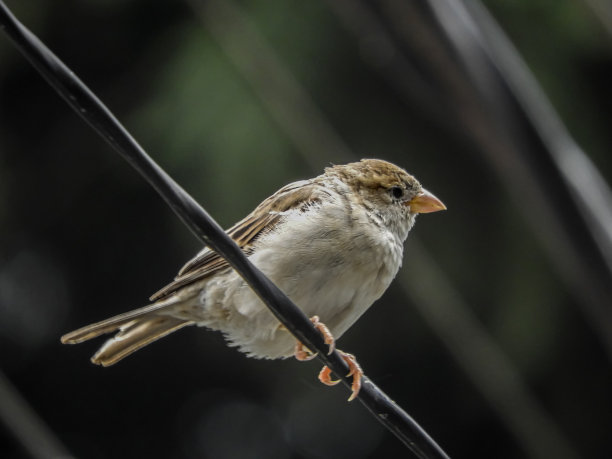 sparrow