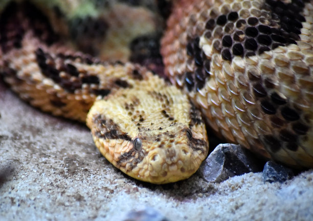 atheris