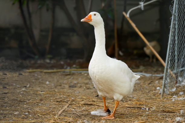 goose