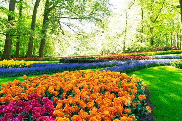 橙红色花朵条纹背景图案